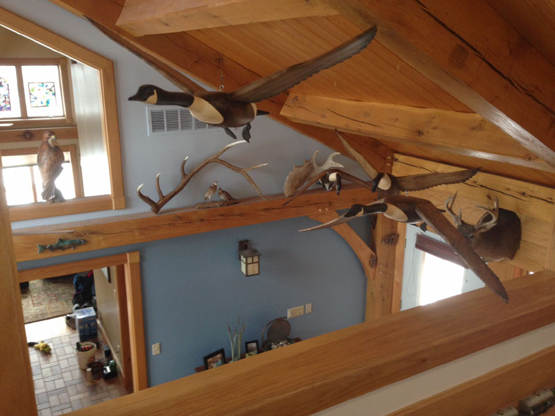 Canada Goose display