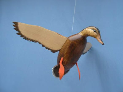 Bird In Flight Mallard Hen Wings Up