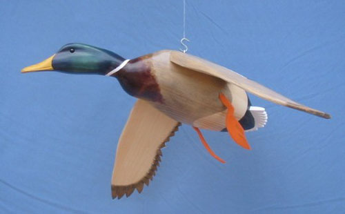 Bird in Flight Mallard Drake Wings Down 30