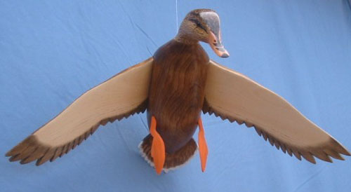 Bird In Flight Mallard Hen Wings Down 25