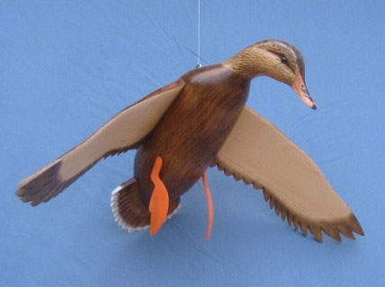 Bird In Flight Mallard Hen Wings Down 25